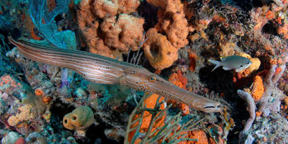 Dive With South Florida Diving Headquarters